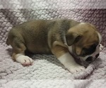 Small #2 Olde English Bulldogge