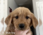 Puppy Blue collar Golden Retriever