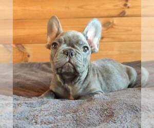 French Bulldog Puppy for sale in TAMPA, FL, USA