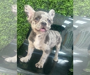 French Bulldog Puppy for sale in ORLANDO, FL, USA