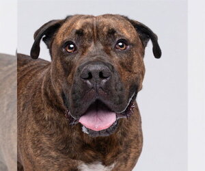 Mutt Dogs for adoption in Pearland, TX, USA