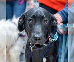 Small #2 Labrador Retriever Mix