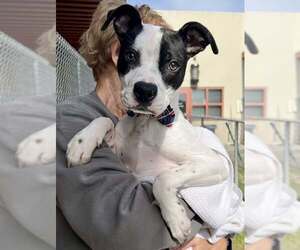 Labrador Retriever-Unknown Mix Dogs for adoption in McKinney, TX, USA