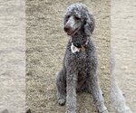 Small Photo #5 Poodle (Standard) Puppy For Sale in Pacolet, SC, USA