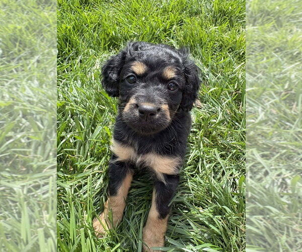 Medium Photo #1 Chihuahua-Cock-A-Poo Mix Puppy For Sale in Aurora, IN, USA