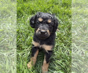Chihuahua-Cock-A-Poo Mix Dogs for adoption in Aurora, IN, USA
