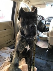 Cane Corso Puppy for sale in BROOKLYN, NY, USA