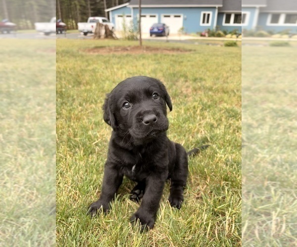 Medium Photo #7 Labrador Retriever Puppy For Sale in ONALASKA, WA, USA