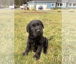 Small #6 Labrador Retriever