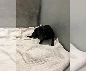 Labrador Retriever-Unknown Mix Dogs for adoption in Conroe, TX, USA