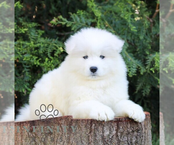 Medium Photo #1 Samoyed Puppy For Sale in LITITZ, PA, USA