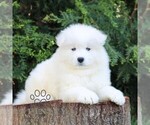 Small Samoyed