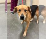 Small German Shepherd Dog Mix
