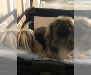 Mother of the Pekingese puppies born on 06/01/2022