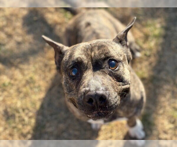 Medium Photo #1 Mutt Puppy For Sale in Tulsa, OK, USA