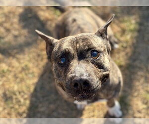Mutt Dogs for adoption in Tulsa, OK, USA