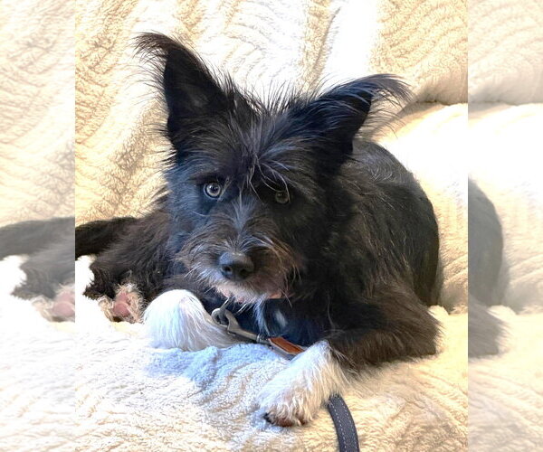 Medium Photo #3 Mutt Puppy For Sale in Boonton, NJ, USA