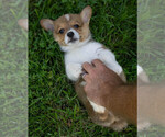 Small Photo #2 Pembroke Welsh Corgi Puppy For Sale in NEW DOUGLAS, IL, USA