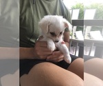 Puppy Pixie Pom-A-Poo-Pomeranian Mix