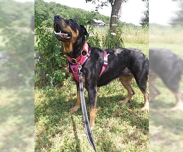 Medium Photo #3 Rottweiler Puppy For Sale in Westminster, MD, USA