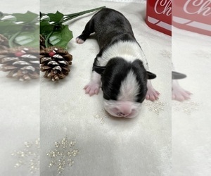 Boston Terrier Puppy for sale in WASHBURN, MO, USA