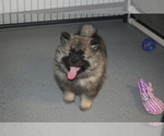 Small Photo #12 Keeshond Puppy For Sale in FAYETTEVILLE, TN, USA