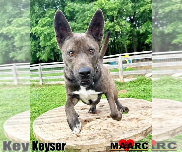 Medium Photo #12 Australian Kelpie-Unknown Mix Puppy For Sale in Maryville, TN, USA