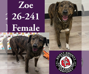 Mutt Dogs for adoption in Georgetown, KY, USA