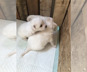 Pom-A-Poo-Pomeranian Mix Puppy for sale in ALBION, MI, USA