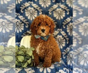 Cavapoo Puppy for sale in NEW PROVIDENCE, PA, USA