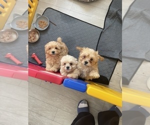 Poodle (Toy) Puppy for sale in WOODBRIDGE, CT, USA