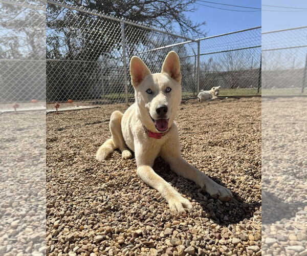 Medium Photo #1 Huskies -Unknown Mix Puppy For Sale in Euless, TX, USA