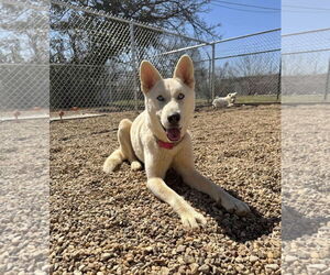Huskies -Unknown Mix Dogs for adoption in Euless, TX, USA