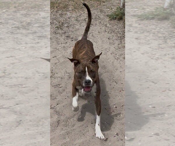 Medium Photo #2 Mutt Puppy For Sale in Sanford, FL, USA