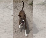 Small #1 Mutt
