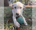 Small #3 Labrador Retriever Mix