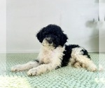 Small #4 Bernedoodle (Miniature)