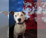 Small #13 American Pit Bull Terrier Mix