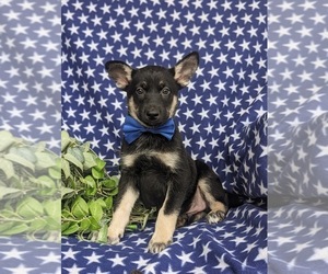 German Shepherd Dog-Siberian Husky Mix Puppy for sale in EPHRATA, PA, USA