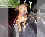 Small #21 American Pit Bull Terrier-Labrador Retriever Mix