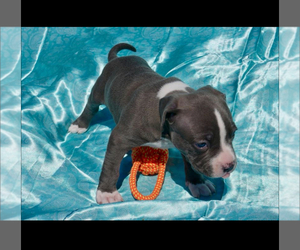 American Bully Puppy for sale in RICHMOND, VA, USA