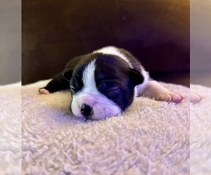 Boston Terrier Puppy for sale in WASHBURN, MO, USA