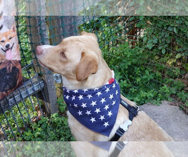 Medium Photo #3 Labrador Retriever-Unknown Mix Puppy For Sale in Doylestown, PA, USA