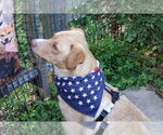Small #2 Labrador Retriever Mix