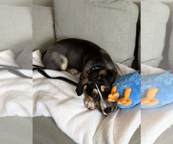 Medium Photo #8 Mutt Puppy For Sale in Springdale, PA, USA