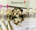 Small Photo #10 Morkie Puppy For Sale in MURFREESBORO, TN, USA