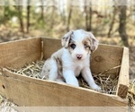 Small Photo #5 Bordoodle Puppy For Sale in GUTHRIE, OK, USA