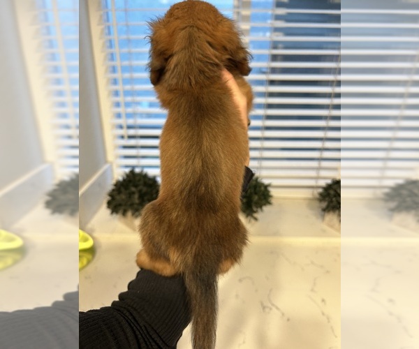 Medium Photo #8 Dachshund Puppy For Sale in SAN DIEGO, CA, USA