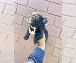 Small Photo #87 French Bulldog Puppy For Sale in CHICAGO, IL, USA