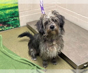 Mutt Dogs for adoption in Moreno Valley, CA, USA